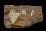 Fossil Ginkgo Leaf and Fruit From North Dakota - Paleocene #156243-1